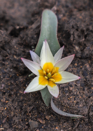 Tulipa jacquesii